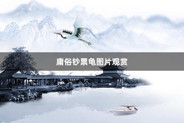 庸俗钞票龟图片观赏
